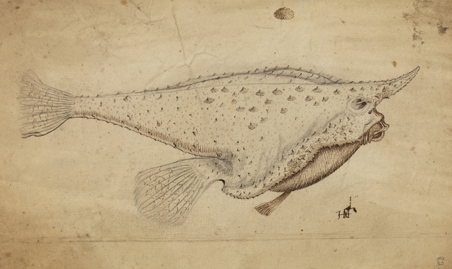 Longnose batfish from Historia Piscium