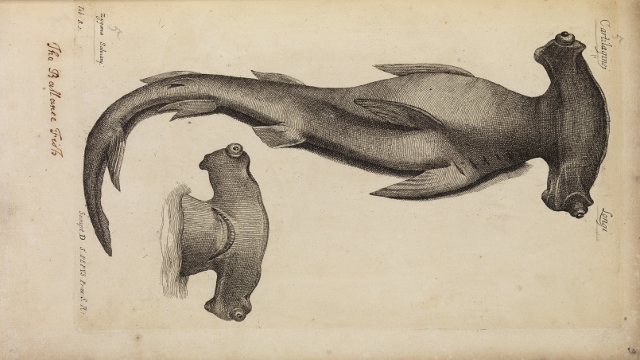 Study of a hammerhead shark from Historia Piscium