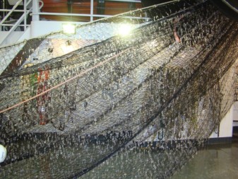 Shimada 2012 midwater trawl net covered in salps
