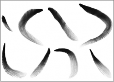 examples of individual brush strokes