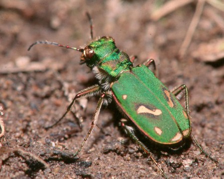 ohlone tiger beetle 