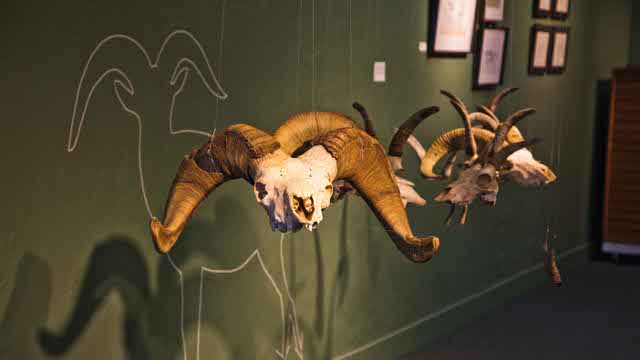 Bighorn skulls at the Bone Room show