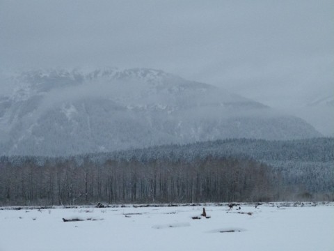 Chilkat Valley, Alaska