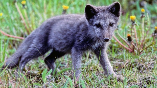 arctic fox (Vulpes lagopus)