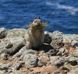 California ground squirrels have colonies along our rocky shores and throughout grasslands.  Photo by Brocken Inaglory.