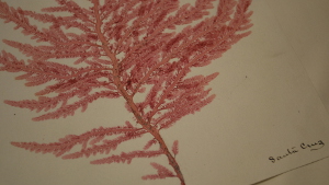 This is an image of a red seaweed collected in Santa Cruz, California and pressed onto paper. Photo by Sheraz Sadiq / KQED