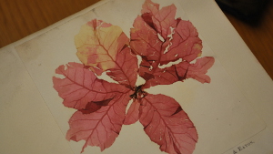 The University Herbarium boasts more than 200,000 specimens of seaweed, such as this aptly named oakleaf seaweed collected in California sometime in the 1800s. Photo by Sheraz Sadiq / KQED