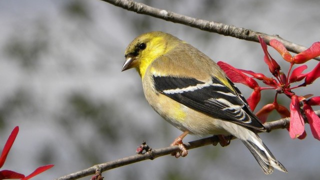 You may find a backyard-bird gem like this American goldfinch. Photo by Pamela Wertz.