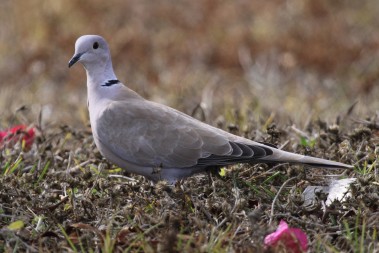 Some birds, like this non-native Eurasian collared dove, are expanding their territories.  The bird count helps monitor their presence and spread.  Photo by Debbie Hurlbert
