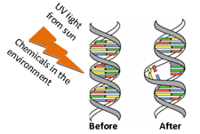 A couple of the ways DNA can be changed.