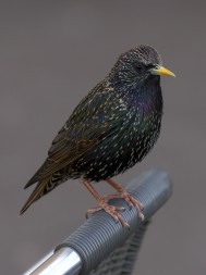 European starlings are found throughout North America and can be traced back to a successful introduction to Central Park in the late 1800s.  Photo by Pierre Sims