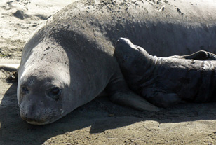 A female and pup at Ano Nuevo State Preserve. (Photo: Lauren Sommer/KQED)