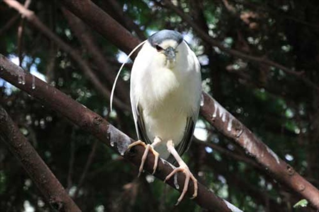 "Lefty," the black-crowned night heron at CuriOdyssey.