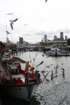 Gulls swarm as the Ursula B offloads six tons of herring near Fisherman's Wharf. (Photo: Shannon Service)