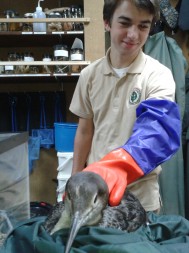 Trevor helped rescue the injured common loon from the beach.