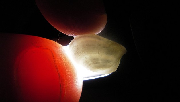 The rings on an otolith Photo courtesy of Flickr user Eustatic Creative Commons license