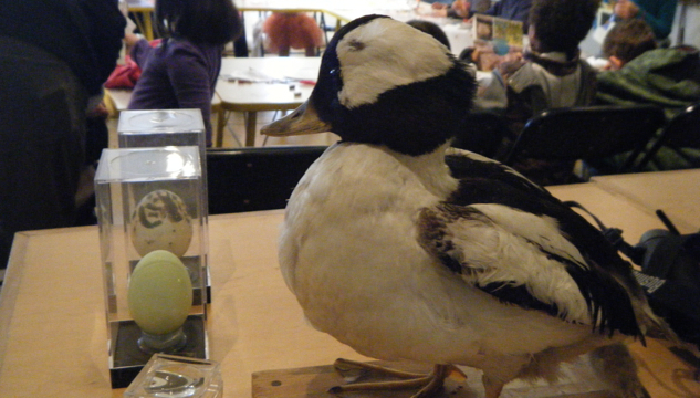 A Bufflehead mounted specimen provided an opportunity for students to examine a bird up close.