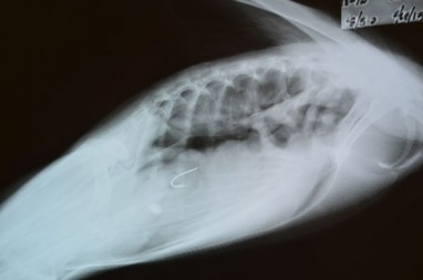 The hook can be seen in this x-ray in the middle-left part of the picture.