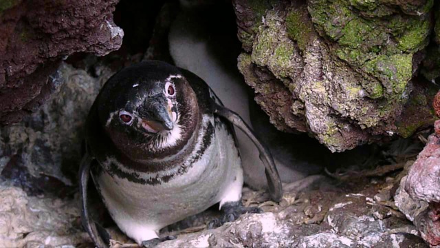 Adult Galapagos Penguin