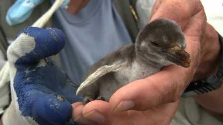 Dee holds a 3 day old Galapagos penguin chick.