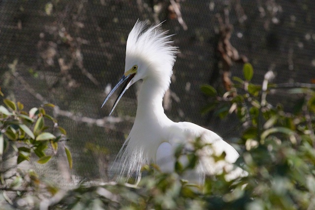 "Jabby," the snowy egret at CuriOdyssey