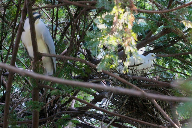 A black-crowned night heron and snowy egret nest together.