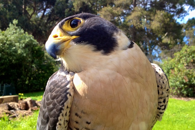 A peregrine falcon at CuriOdyssey in San Mateo.