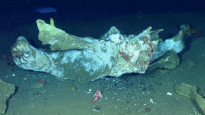 Fallen whale carcasses nurture a variety of deep-sea life from large crabs and fish to thick coats of bacteria. Photo courtesy neptunecanada of Flickr via Creative Commons