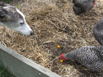 Wilson's dog, Peaches, is on good terms with the family hens.