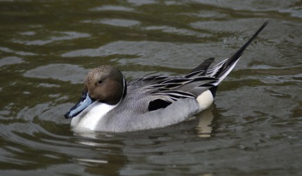 A graceful male Northern pintail duck rests atop the water.  Photo by Mehmet Karatay.