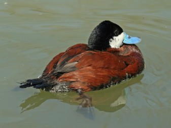 Male ruddy duck attracting attention in full breeding plumage.  Photo by Dick Daniels.
