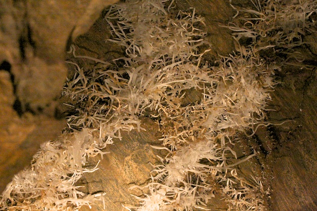 Helictite formations at Black Chasm Cavern.