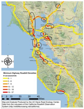 Bay Area wildlife collision hotspots.