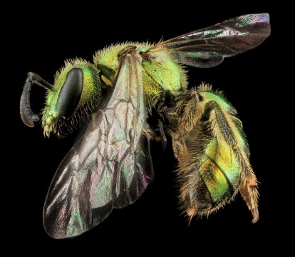 Augochlorella aurata, one of the four thousand bee species native to the United States. Image by Sam Droege, USGS Native Bee Inventory and Monitoring Program. 