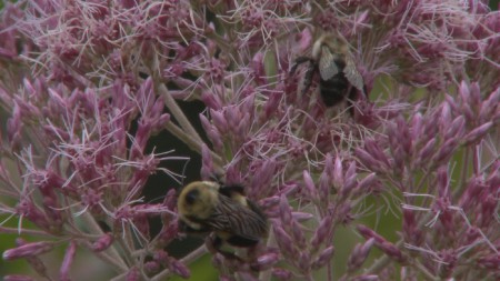 Native bees, like these bumblebees visiting flowers in the University of Wisconsin Arboretum, may be able to replace some of the agricultural pollination services provided by honeybees, which are currently struggling. 
