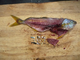 This Rainbow Runner, a fish commonly found on menus and fish markets around the country, was found in the mid-Pacific Ocean in 2008 with 17 microplastic bits found in its stomach. Credit: Marcus Eriksen, 5 Gyres Institute