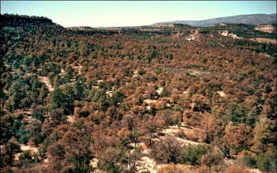 In summer 2002, pinyon pine trees in the Jemez Mountains near Santa Fe, N.M. began dying en masse from drought stress and associated bark beetle outbreak. (Photo by Craig D. Allen, USGS)