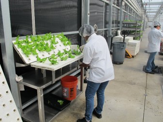 These young butterhead lettuce plants are graduating to a tray with more widely spaced holes to allow for growth.