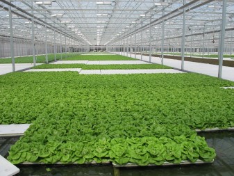 The plants are raised in a contained environment, with no pollutants, no pesticides, and no environmental contaminants.