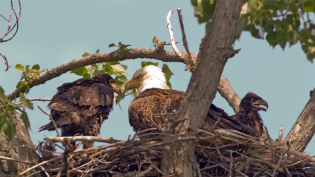 Photographer Al Freeman caught this bald eagle family at home in a tree behind Old Dutch Tavern in Sandusky, Ohio, near Lake Erie, in 2009. Credit: Al Freeman
