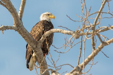 An adult bald eagle takes a break in a tree on Cedar Point Causeway in Erie County, Ohio earlier this spring. Credit: Al Freeman