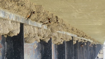 Cliff Swallow Nests on Bridge_IMG_0365