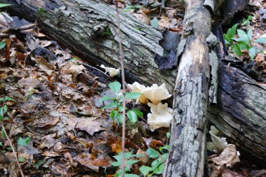 Mushrooms grow well on tree logs in shady forests. Credit:  Holden Arboretum.