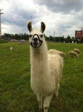 A "guardian llama" protects the flock from urban predators. Credit: Evan Zuzik 
