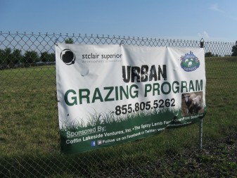 The Urban Shepherds run a sheep-grazing  program on this vacant Cleveland lot, and hope to deploy this model in other urban areas.