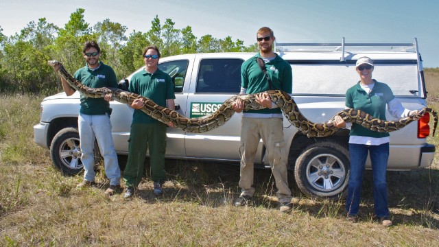 This invasive Burmese pythons was found in the Florida Everglades in the spring of 2012.  Stretching 17 feet, 7 inches, she broke the records for length—7 feet, 7 inches—and the number of eggs she contained—87. Photo courtesy USGS. 