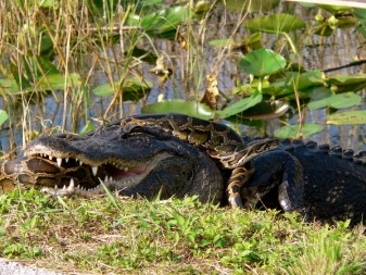 Pythons are strangling herbivores, omnivores, insectivores, and even top carnivores like the American alligator.  Photo courtesy USGS.  