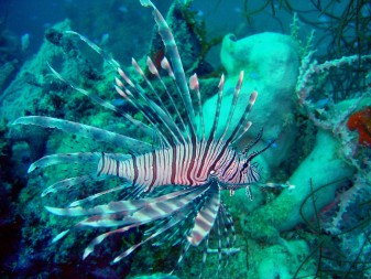Invasive Lionfish feed on practically anything that swims and can easily devour the young of important commercial fish species, such as snapper, grouper and sea bass.  Photo courtesy NOAA.  