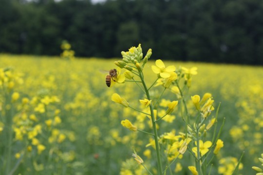 B. (honeybee caption) - Liz Kolbe