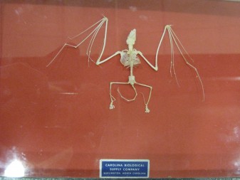 A bat skeleton is on display at the Cleveland Metroparks.